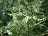 Brickellia coulteri image