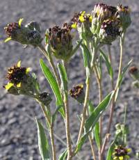 Helianthella microcephala image