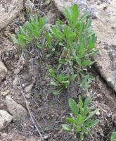 Platyschkuhria integrifolia var. oblongifolia image