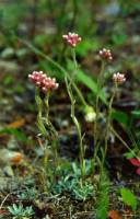 Image of Antennaria microphylla