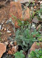 Image of Artemisia scopulorum