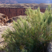 Brickellia longifolia image