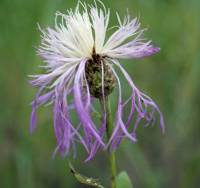 Image of Centaurea rothrockii