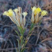 Image of Chrysothamnus depressus