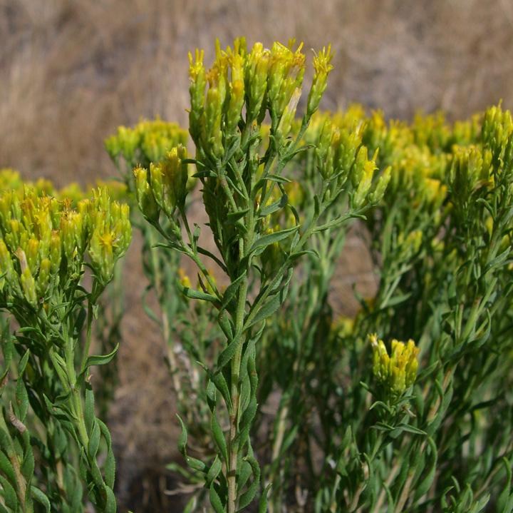 Chrysothamnus viscidiflorus image