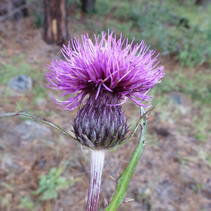 Cirsium grahamii image