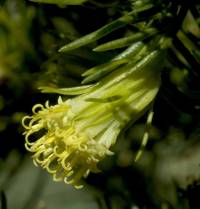 Peucephyllum schottii image