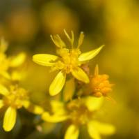 Image of Gutierrezia serotina