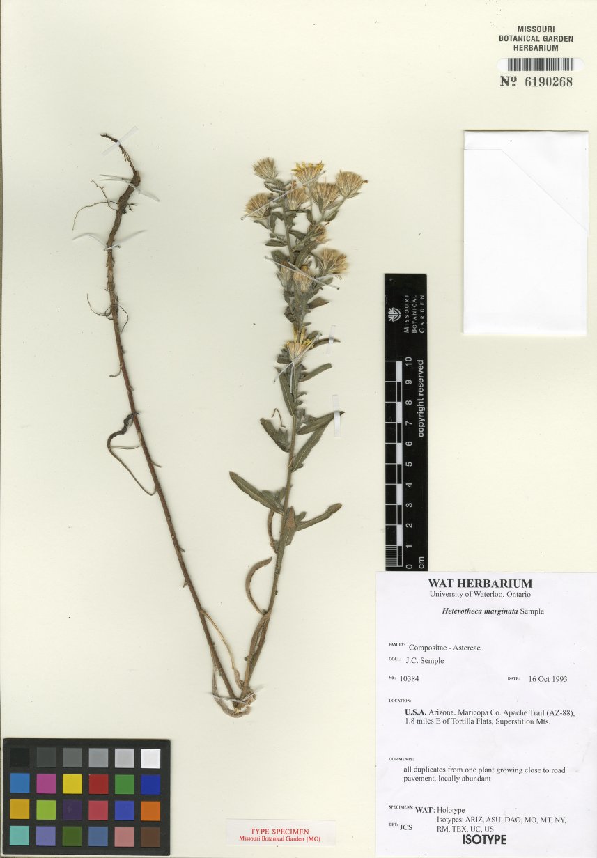 Heterotheca marginata image