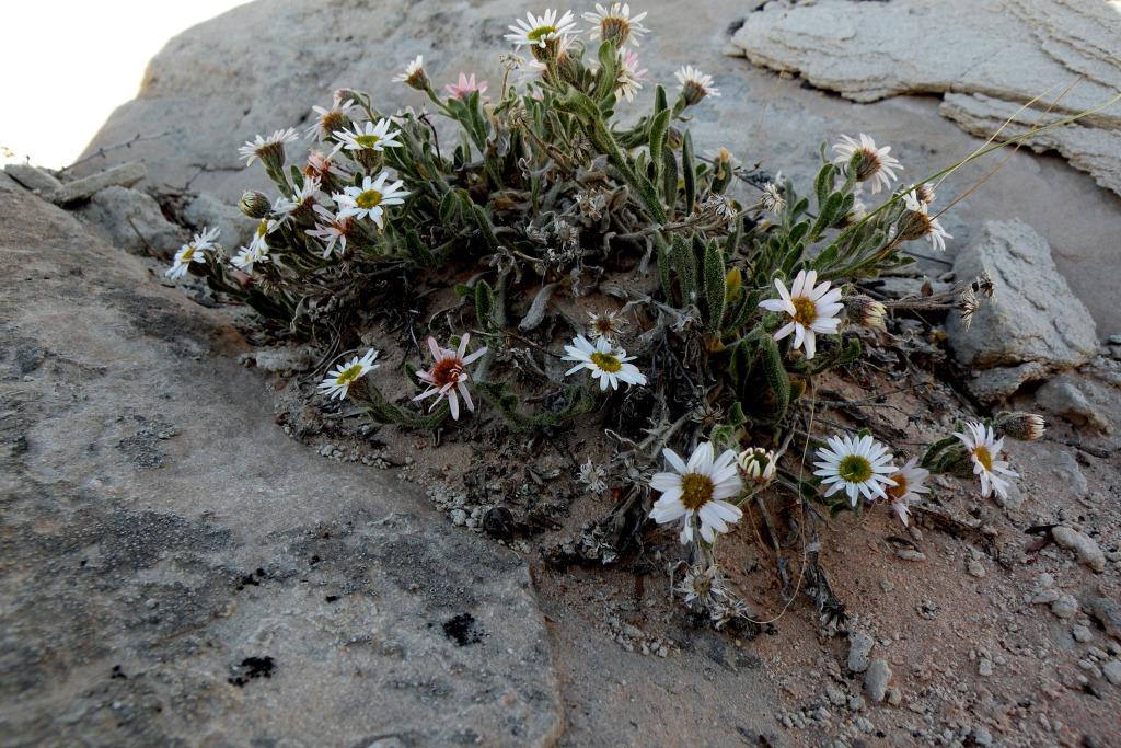 Erigeron maguirei image