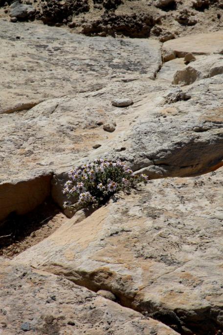 Erigeron maguirei image