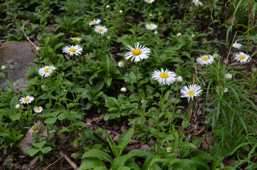 Erigeron rybius image