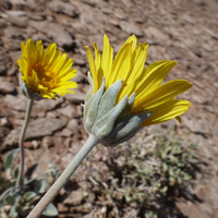 Enceliopsis nudicaulis image