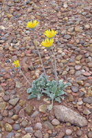 Enceliopsis nudicaulis image