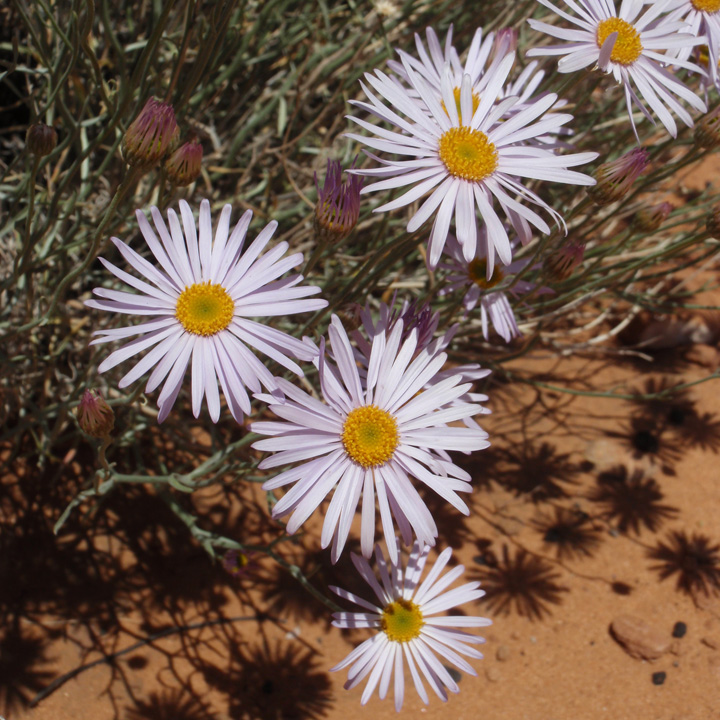 Erigeron utahensis image