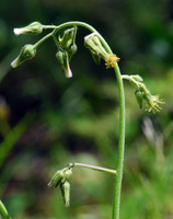 Image of Hieracium lemmonii