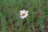 Cosmos parviflorus image