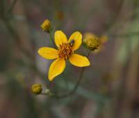 Bidens aurea image