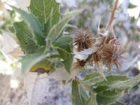 Ambrosia ilicifolia image