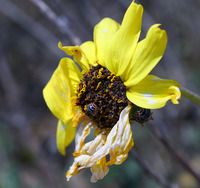 Image of Encelia californica