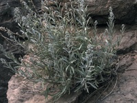 Image of Sphaeromeria ruthiae