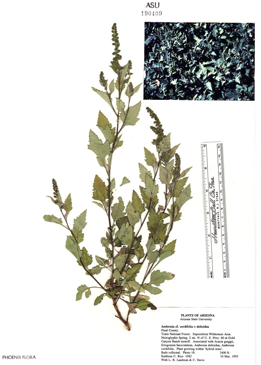 Ambrosia cordifolia x deltoidea image