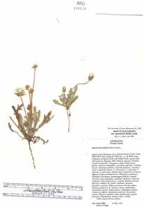 Agoseris heterophylla image