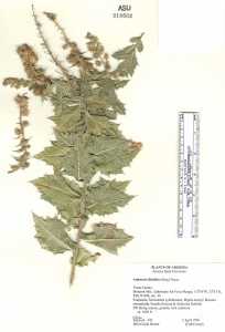 Ambrosia ilicifolia image