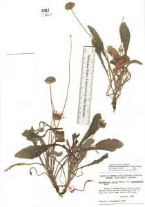 Image of Berlandiera monocephala