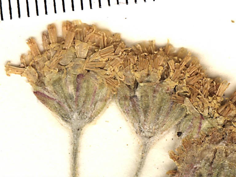 Hymenopappus filifolius var. nanus image
