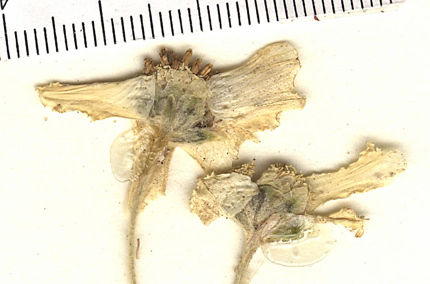 Hymenopappus radiatus image