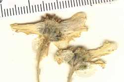 Image of Hymenopappus radiatus