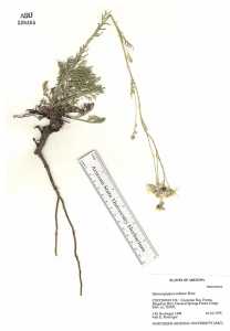 Hymenopappus radiatus image