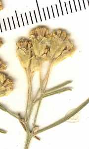 Hymenoxys ambigens var. floribunda image