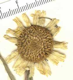 Image of Hymenoxys brandegeei