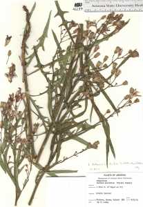 Lactuca tatarica var. pulchella image