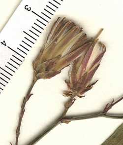 Image of Lactuca pulchella
