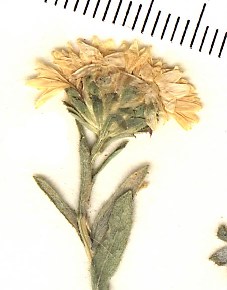 Lessingia lemmonii var. lemmonii image
