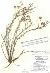 Image of Leucosyris carnosa