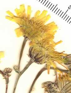 Malacothrix sonchoides image