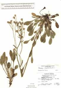 Packera streptanthifolia image