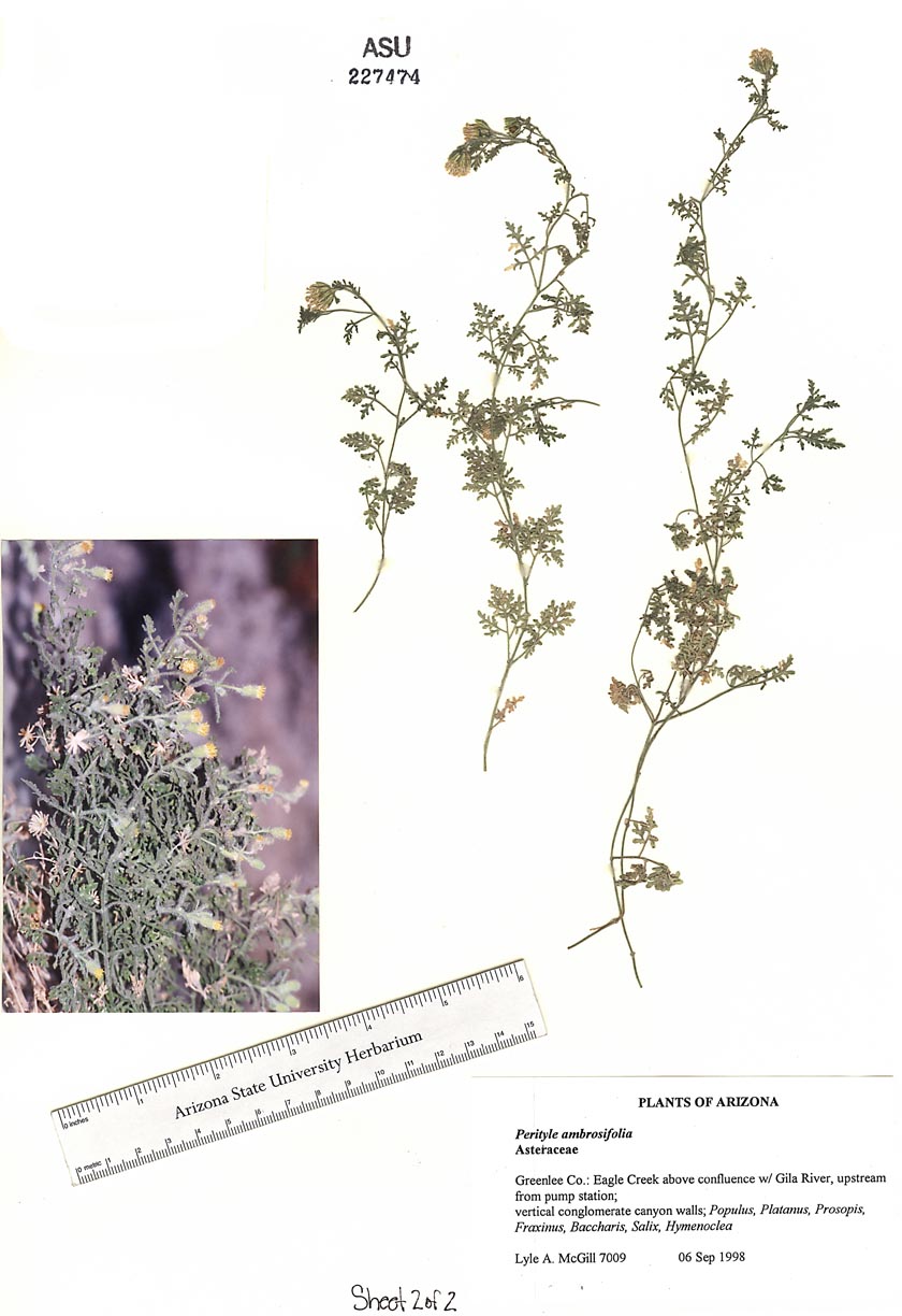 Perityle ambrosiifolia image