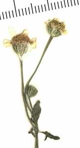 Perityle coronopifolia image