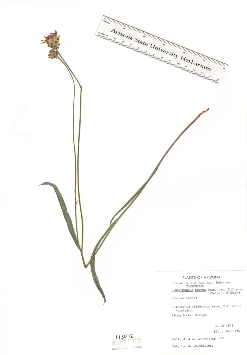 Pinaropappus roseus var. foliosus image