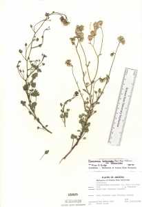 Pleurocoronis laphamioides image