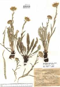 Pyrrocoma crocea var. crocea image