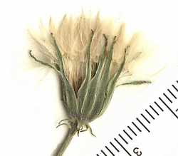 Pyrrhopappus pauciflorus image