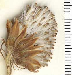 Image of Ligularia bigelovii