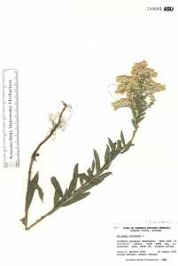 Solidago canadensis image