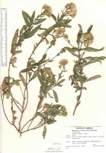 Stevia lemmonii image